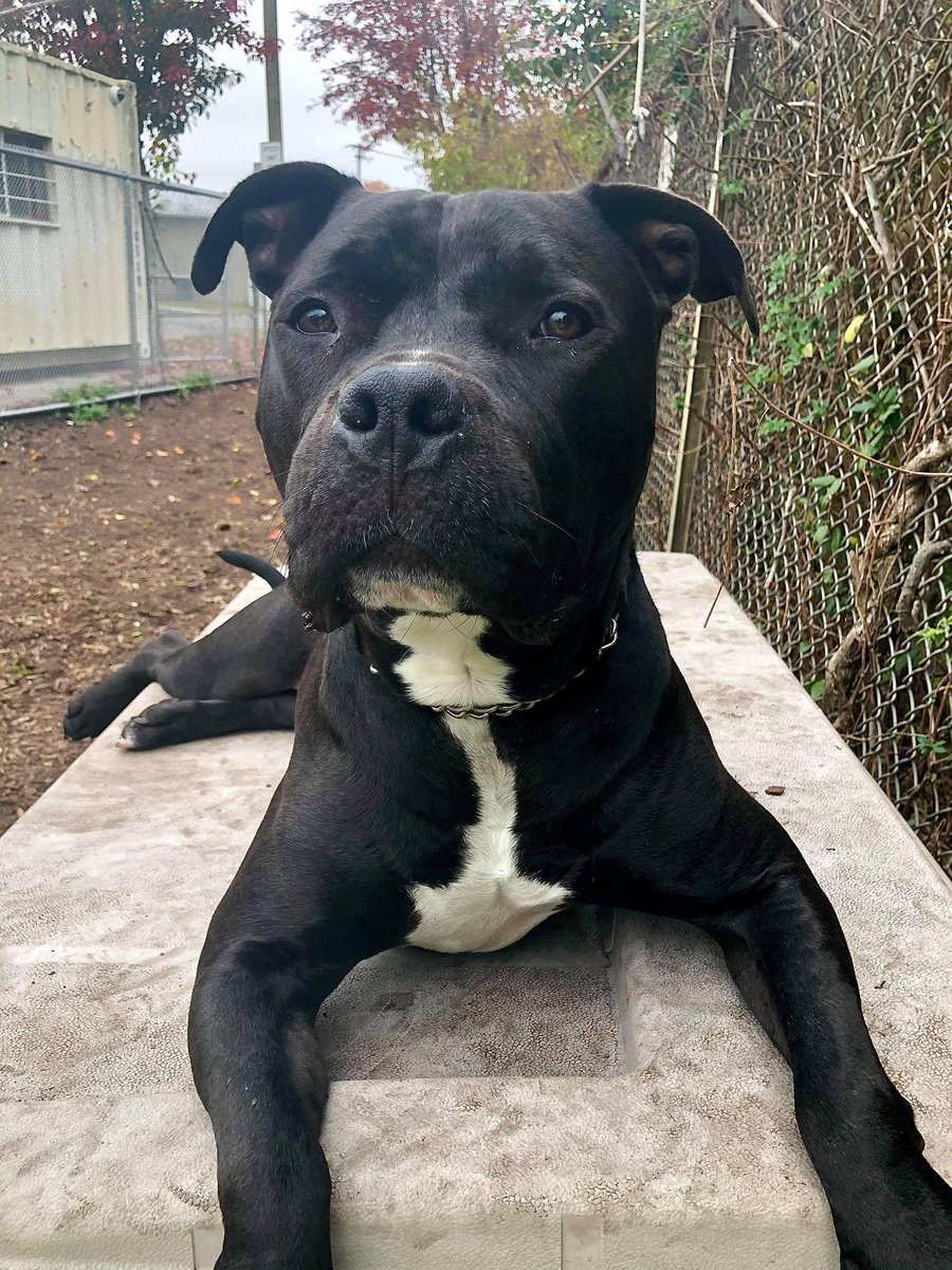 3 weeks till Christmas and still no home in sight 💔 Ripley needs an active home with Kids 17+ Town of Hempstead Animal Shelter, Wantagh NY 516-785-5220 email adoption@tohmail.org <a href="/dogfather/">matt</a> <a href="/KeithOlbermann/">Keith Olbermann</a> #dogsoftwitter #LongIsland #NewYork