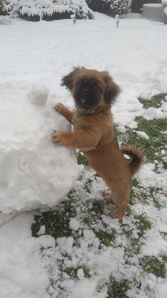 #Ontariowood play local #buylocal and have a safe holiday Season.