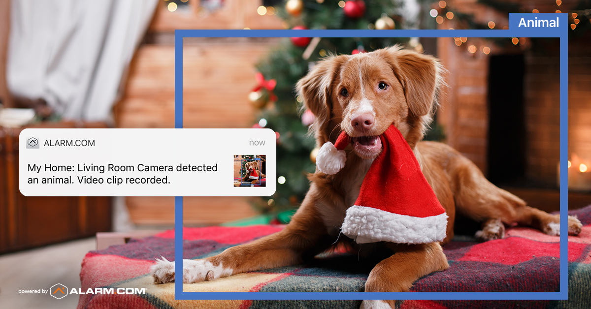ABFSecurity's tweet photo. "I tell you Max, I don't know why I ever leave this place. I've got all the company I need right here." ~Grinch
#homesecurity #security #residentialsecurity #pets #petsurveilance #stayathome #cozyhome #holidaypets https://t.co/ppC4soUbXr