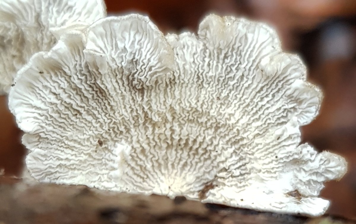 Crimped Gill, Plicatura crispa. No explanation needed for the naming of this particular species.