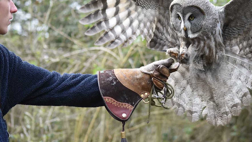 Groombridge Place near Tunbridge Wells is opening again this weekend for some family fun in the forest with two birds of prey displays at 12 and 3.  Please book in advance at groombridgeplace.com Take out snacks and hot drinks #visittunbridgewells #visitkent #winterwalks
