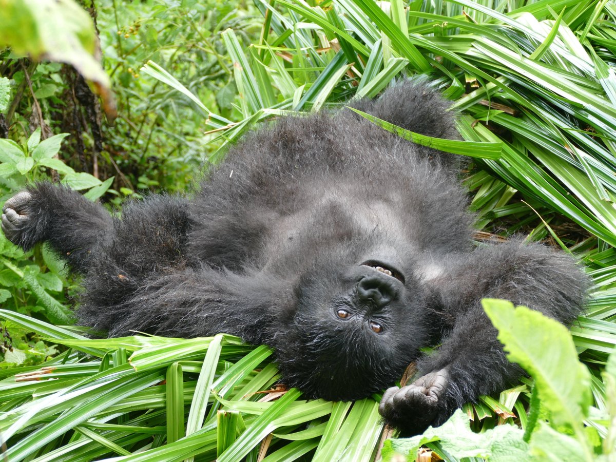 SavingGorillas's tweet photo. It’s Friday!  You made it!

📸: Didier Abavandimwe https://t.co/M8ZXYzyI46