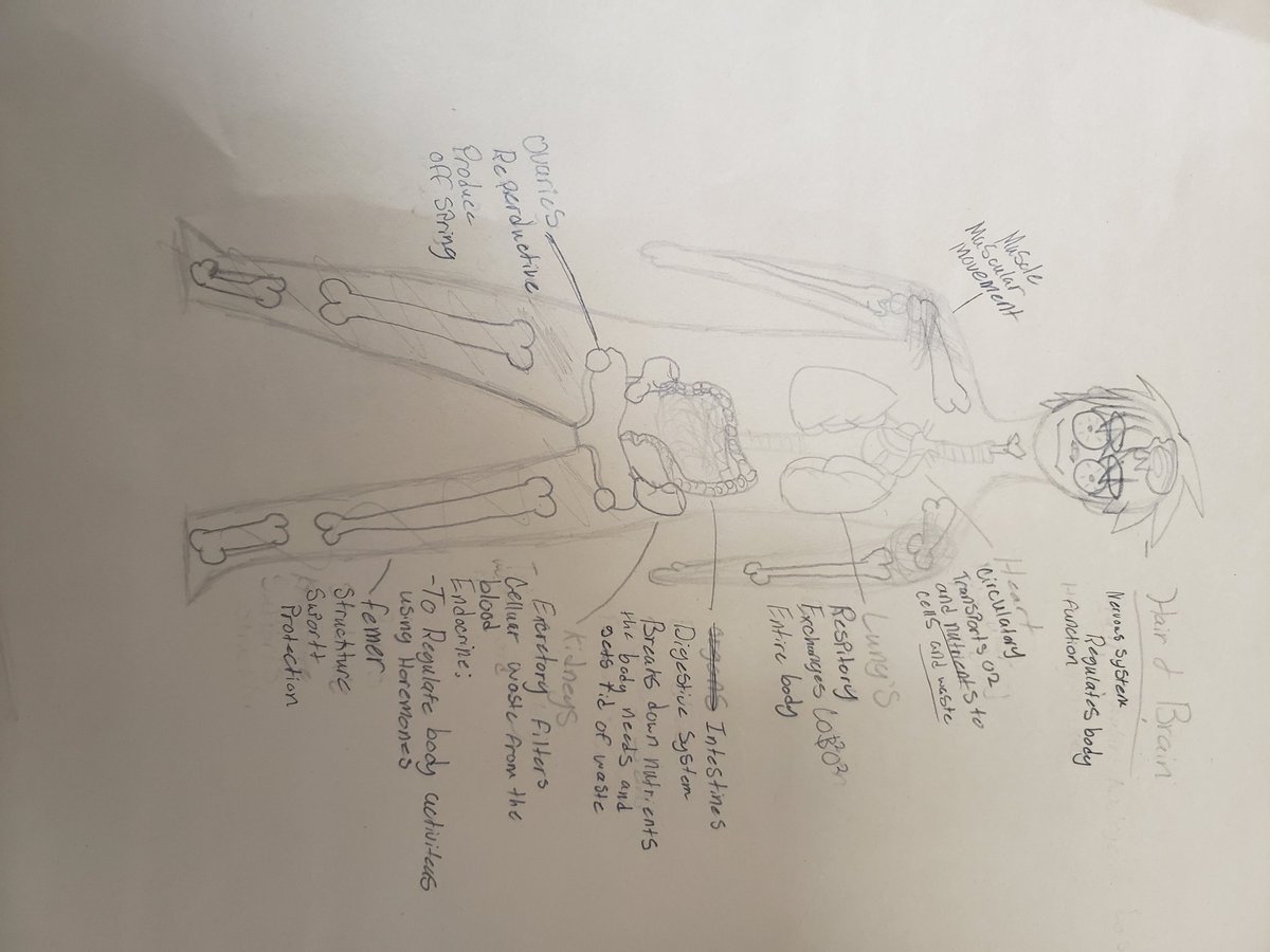 MrsCobbScience's tweet photo. Body system project highlights... #lucasprideisjustified @LLMSLynx #7thgradescience https://t.co/MjZphBQfQ6