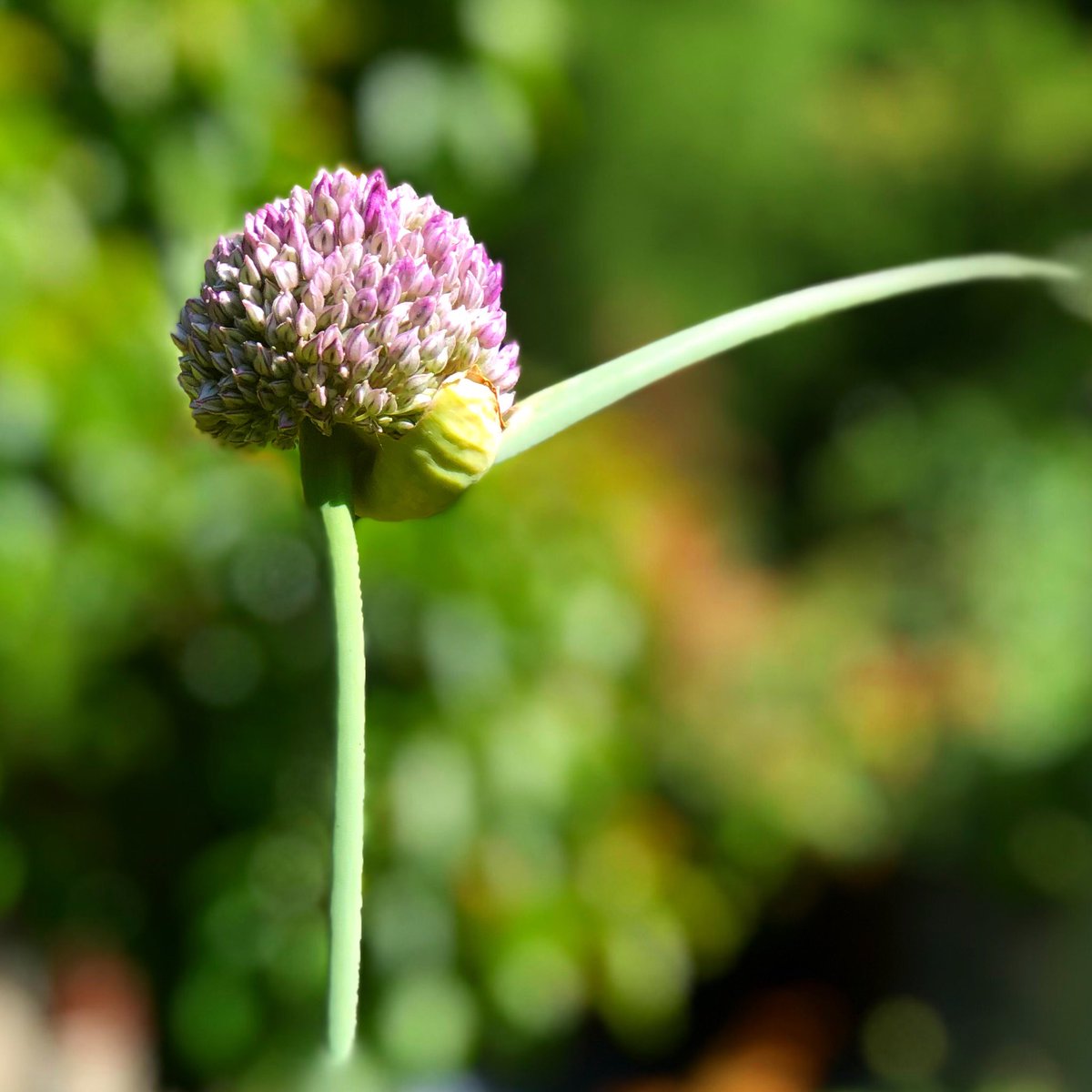 PolkadotLibrary's tweet photo. An interesting thing about leeks...they continue to produce flowers (and seeds) until you pull the plant.
It’s fascinating, really, and something we found out purely by accident.
#leeks #happyaccidents #experiment #ecogarden #permacuture #baringo #kenya https://t.co/n8oY7GX4T7