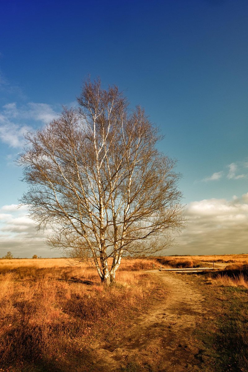 bertbielderman's tweet image. Nature