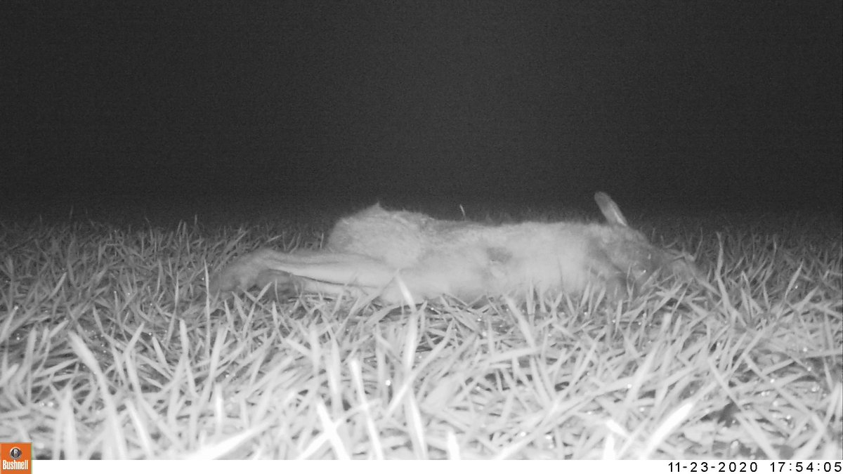 handles4forks's tweet photo. This hare met an untimely end along our road recently. I placed it in a field with a trailcam to see what comes for dinner. #roadkillbuffet https://t.co/CsCOUphQeF