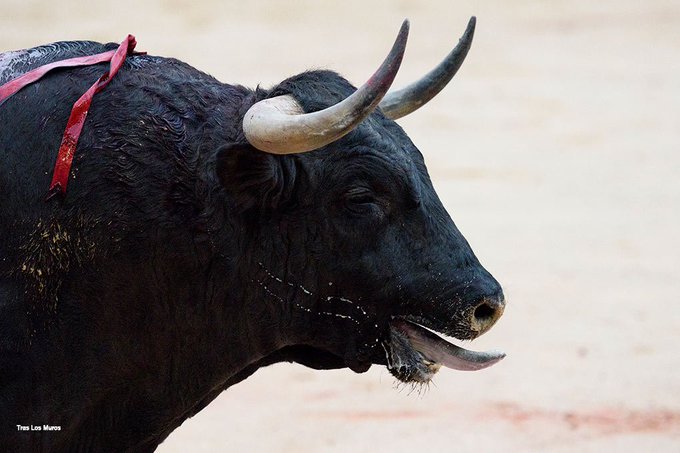 SHARE if you know torturing and killing bulls is NOT entertaining.