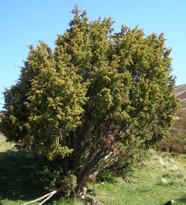 There are only 3 native Gymnosperms in the British Isles: Scots Pine (main), Yew (TR) and Juniper (BR). The British species are easy to identify, but pines (genus Pinus) and junipers (genus Juniperus) are species-rich and can be challenging to identify to species (see later).