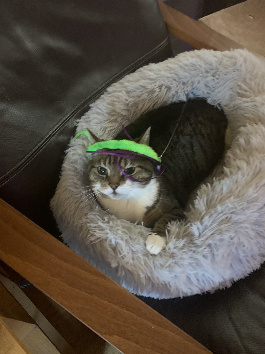 Tino likes his little green wig hahah🐈🐈😹😹😹#CatsOfTwitter #lol #Caturday #Tabbycat