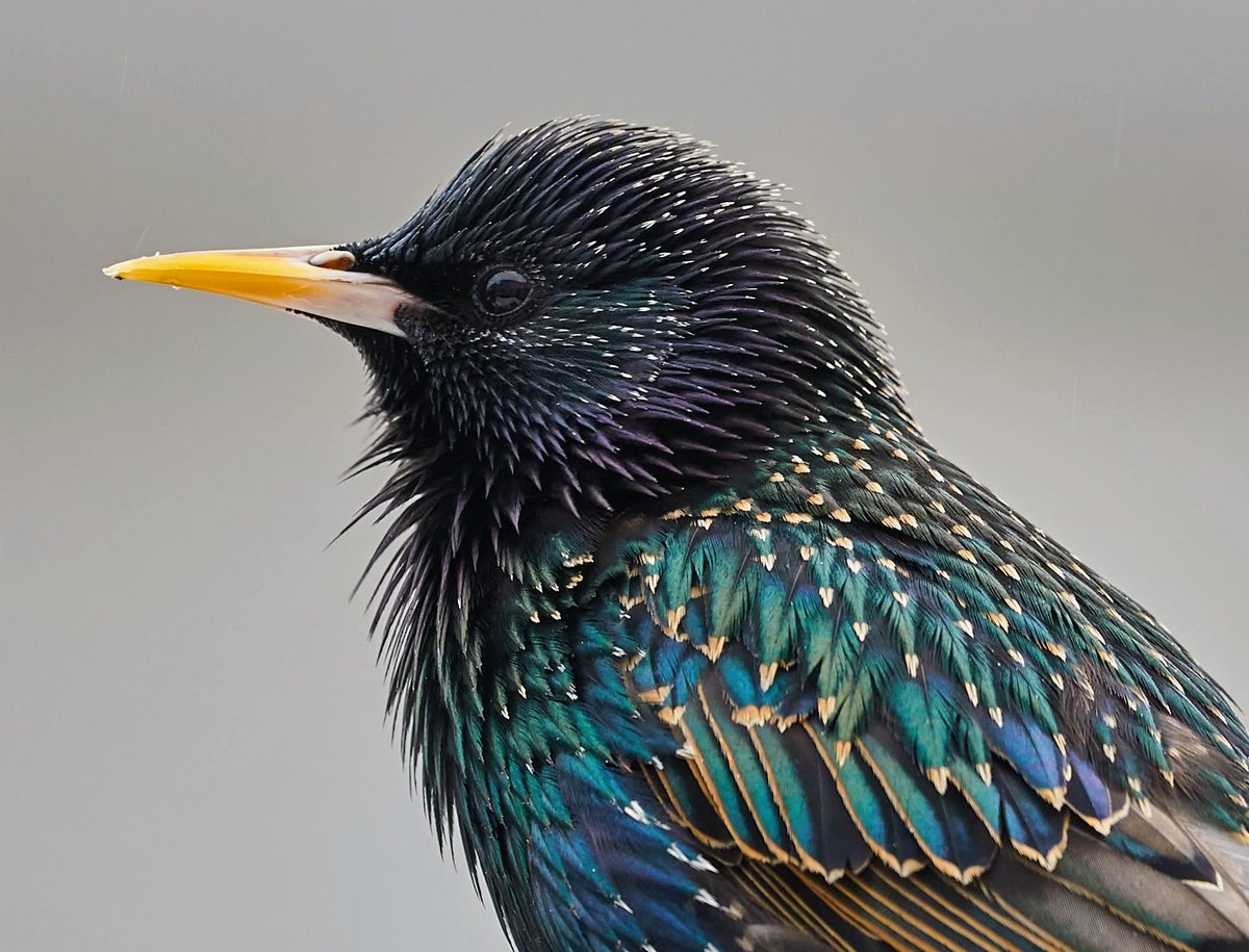 Starling in full colour. 
#nature #photography #wildlife #Nikon #birds