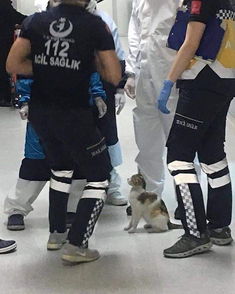 The mama cat send her kitten to the hospital to get help, im crying 