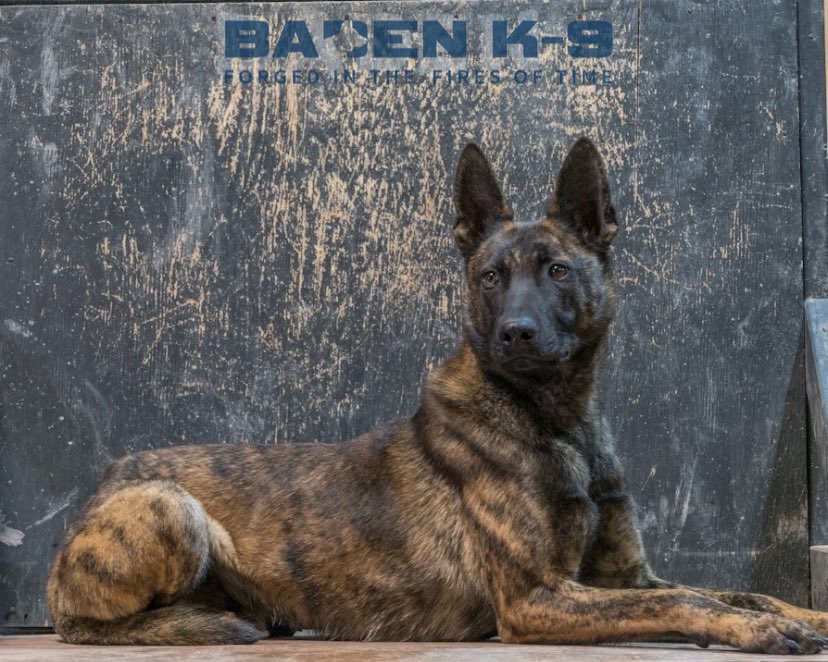 Baden K-9 tweet media