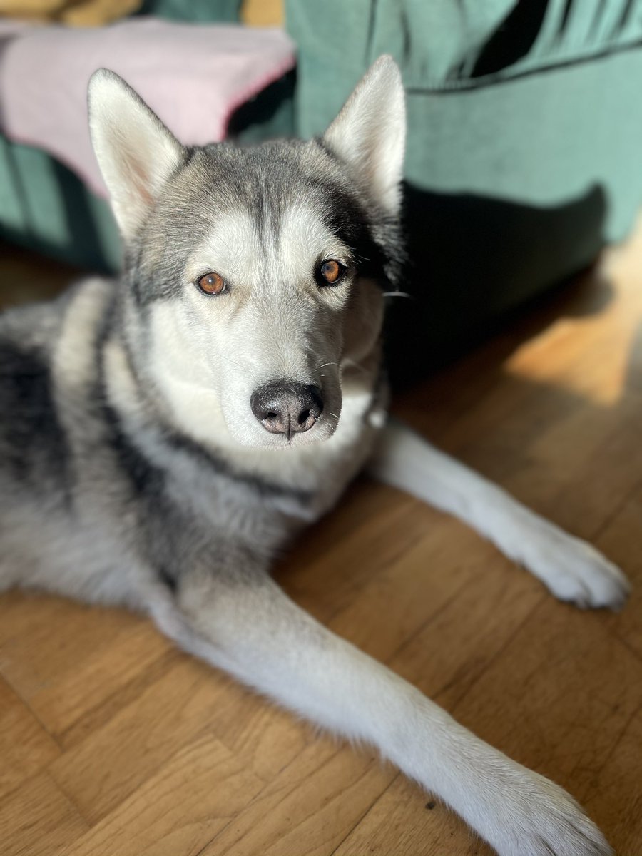TheApexHound's tweet photo. Loki the Prince in the winter sun 🐺 https://t.co/UW5r9ZILnf
