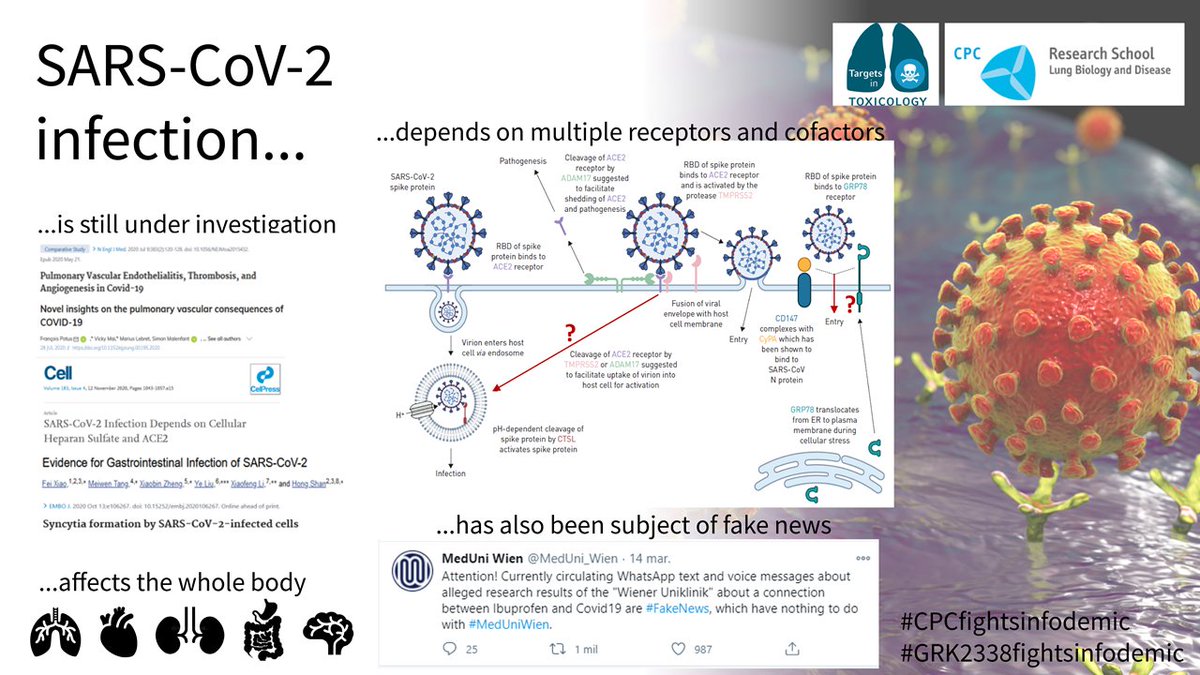 Complex answers to a simple question: What cells does SARS-CoV-2 target? Illustration created by:
Maria Camila Melo Narvaez, CPC Research School
Christian Schremmer, GRK2338 
@weijnitz @science_surf <a href="/dzlacademy/">The DZL Academy</a>
 #GRK2338fightsinfodemic #CPCfightsinfodemic