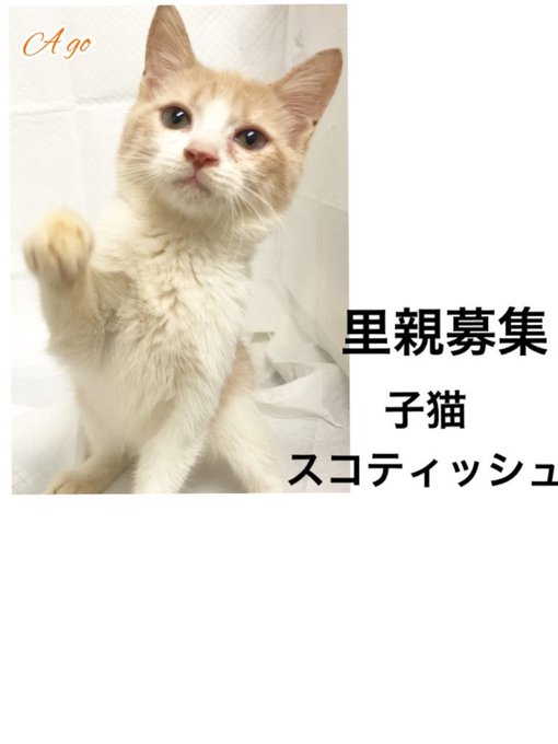 アゴはネコのtwitterイラスト検索結果