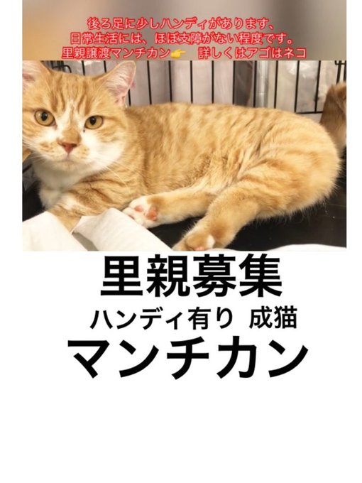 アゴはネコのtwitterイラスト検索結果