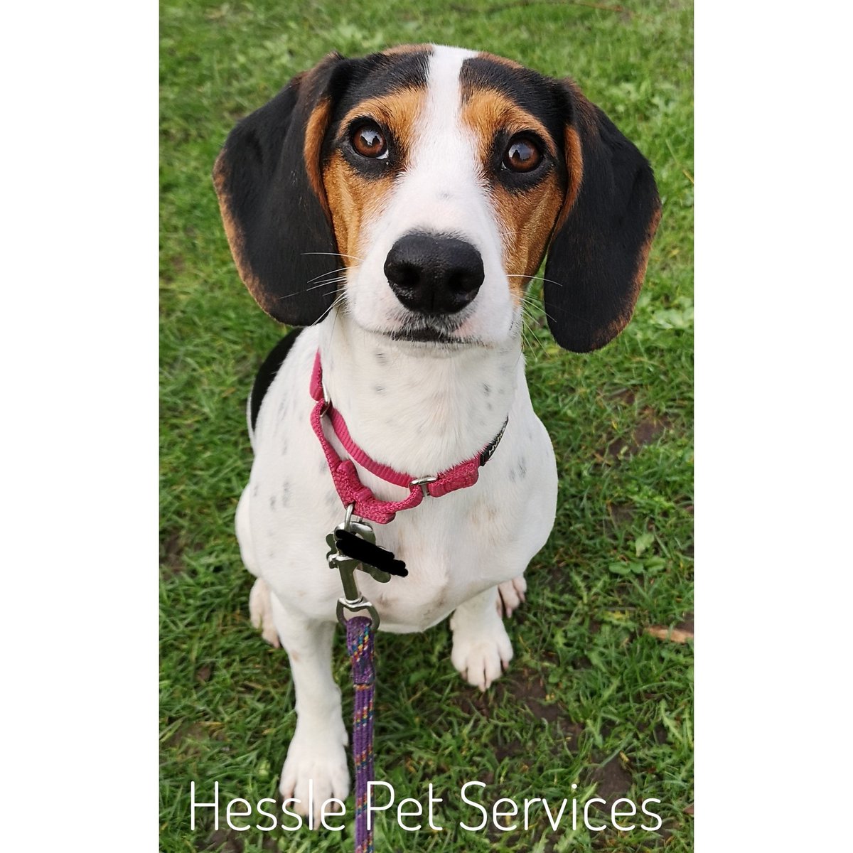 HesslePets's tweet photo. She had fun learning (& eating) on her walk π€©
#dogwalker #Hessle #cockerjack #crossbreed #dogsoftwitter https://t.co/WioFHSCeYn