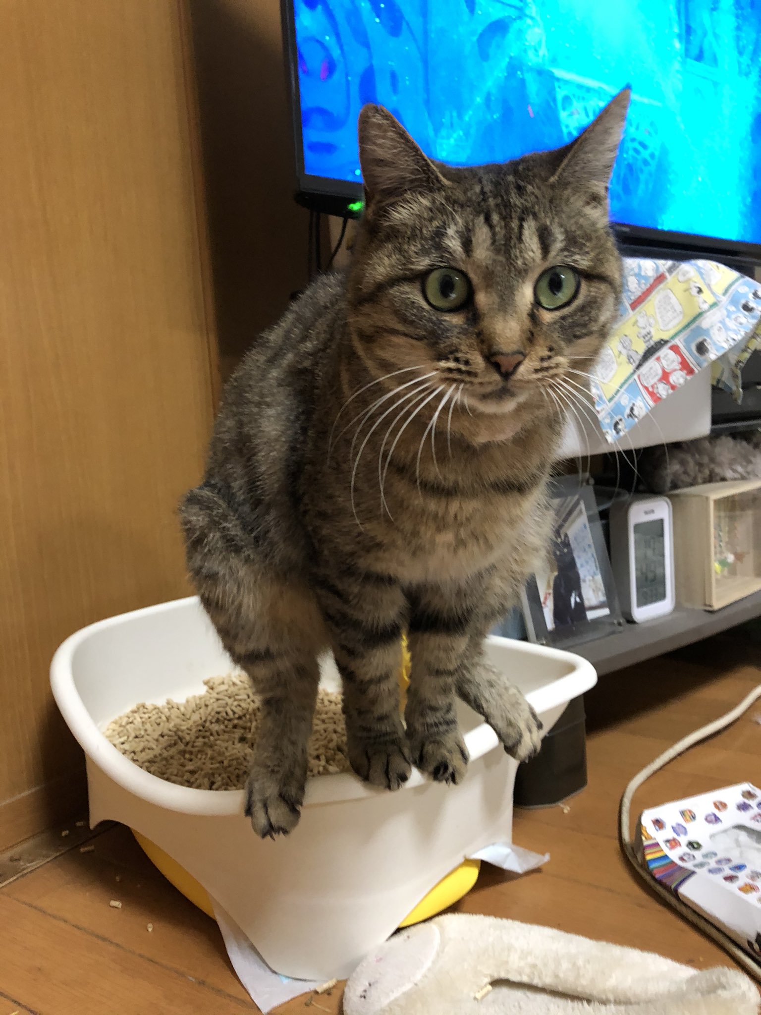 面白ペット Twitter Search Twitter