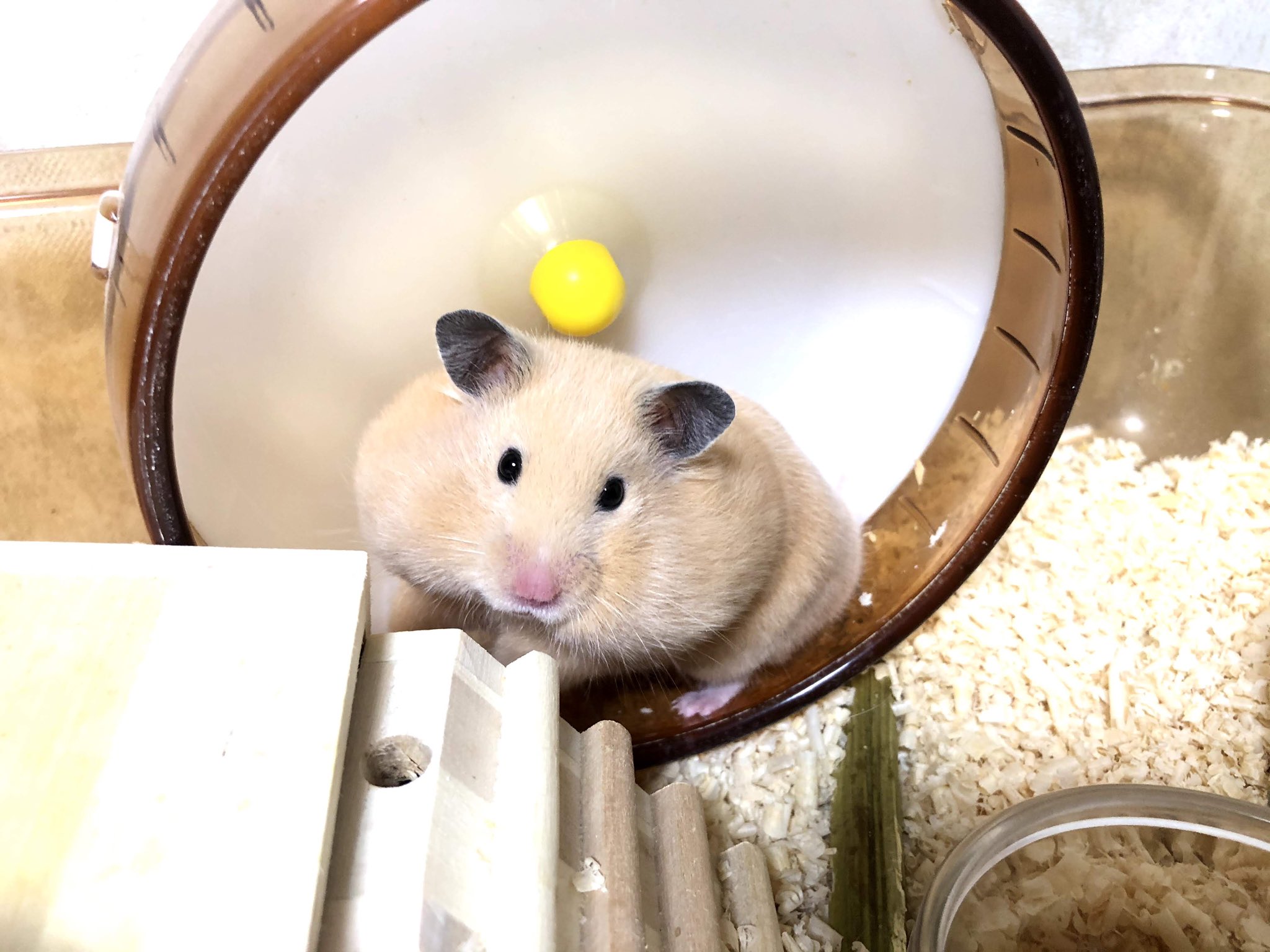 Treehouse Tree House95 Twitter