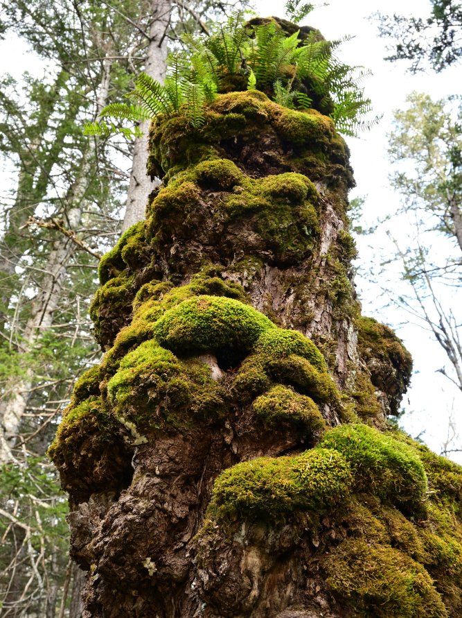 Morizou 苔とこぶ 寿命を全うした木に苔と瘤がびっしりと こぶは病気の一種です 北海道 津別町 チミケップの森 苔 原始の森 こぶ Morizou 苔とこぶ 寿命を全うした木に苔と瘤がびっしりと こぶは病気の一種です 北海道 津別町 チミケップの森 苔 原始の森 こぶ