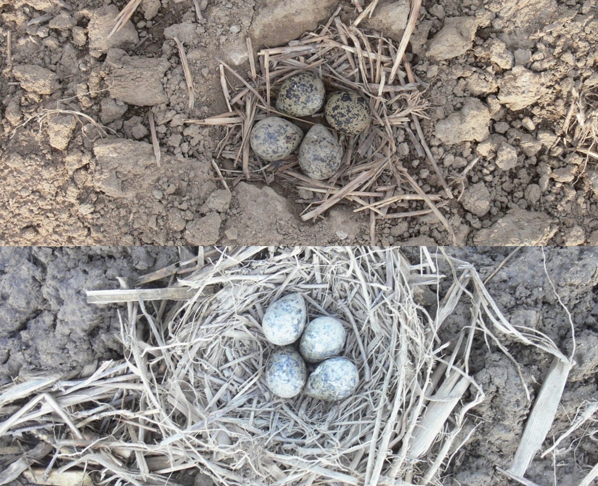 Nest lining is important!

Check the article:

Great variability in nest lining size: support for thermoregulation but not for anti-predatory adaptation hypothesis

Full pdf is available here:

elvonalshorebirds.files.wordpress.com/2019/06/kubelk…

#ecology  #conservation  #ornithology  #shorebirds #waders