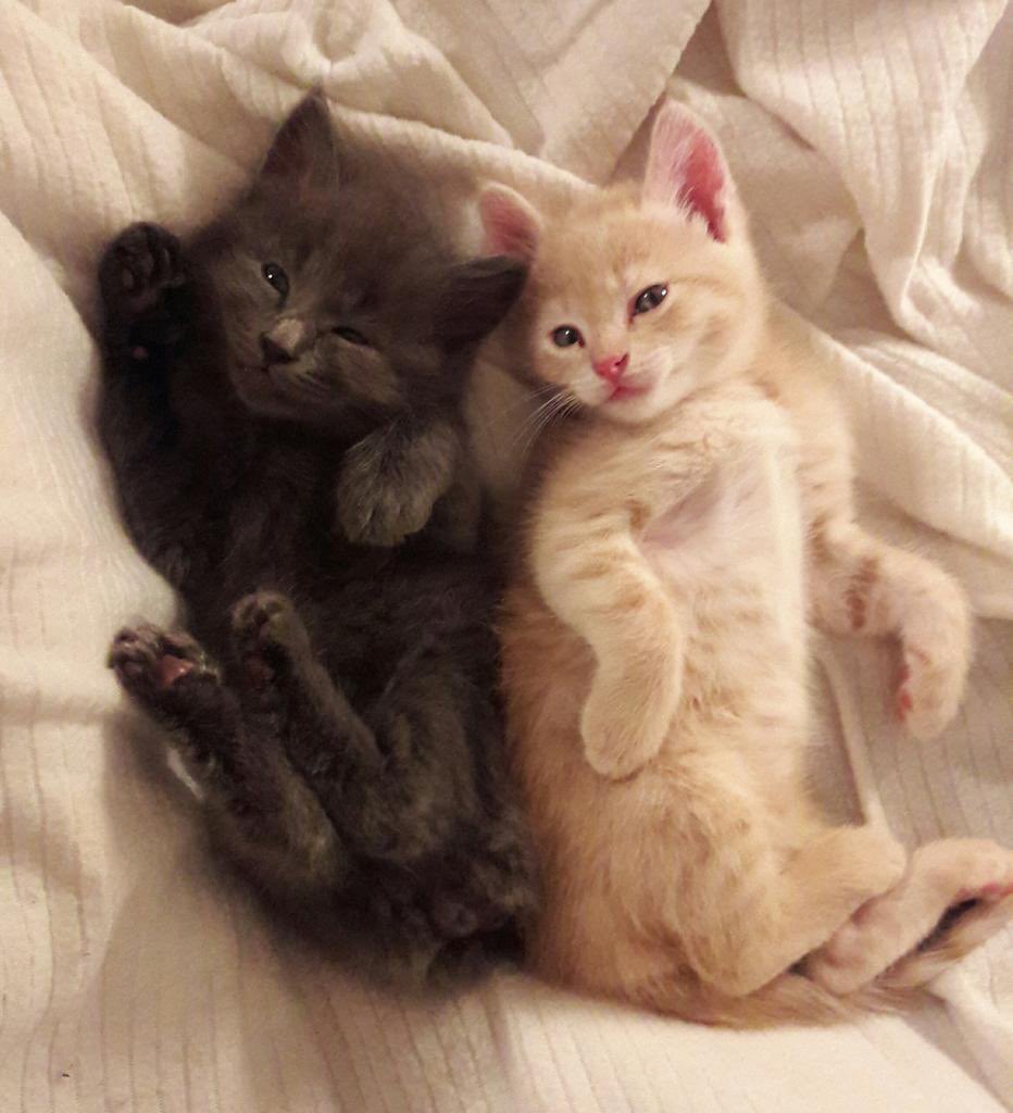 catsoverdosed's tweet photo. Amazing pair! 💕🐾🐈🐈‍⬛🐾💕
#CatsOfTwitter #Cats #Cat #Kitty #Curiouscat #Kittens #kitten #TikTok #caturday #catfound #catslover #catsoverdosed #animallover #animallovers #TeamCats #CatsOnTwitter #Cutnessoverload #Kittycat #socute #purity #innocence 
📷: @Twitter https://t.co/2nTs4LR5PP