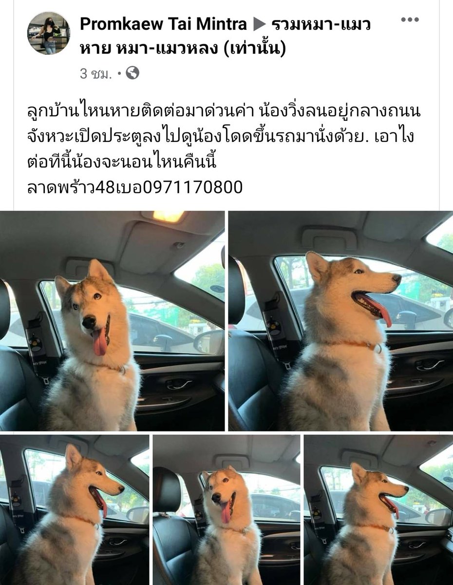 หมาใครหายมั้ยคะ ไอ้น้องโดดขึ้นรถคนอื่นแบบนี้ได้อ่อ หมาเด๋อ 55555555