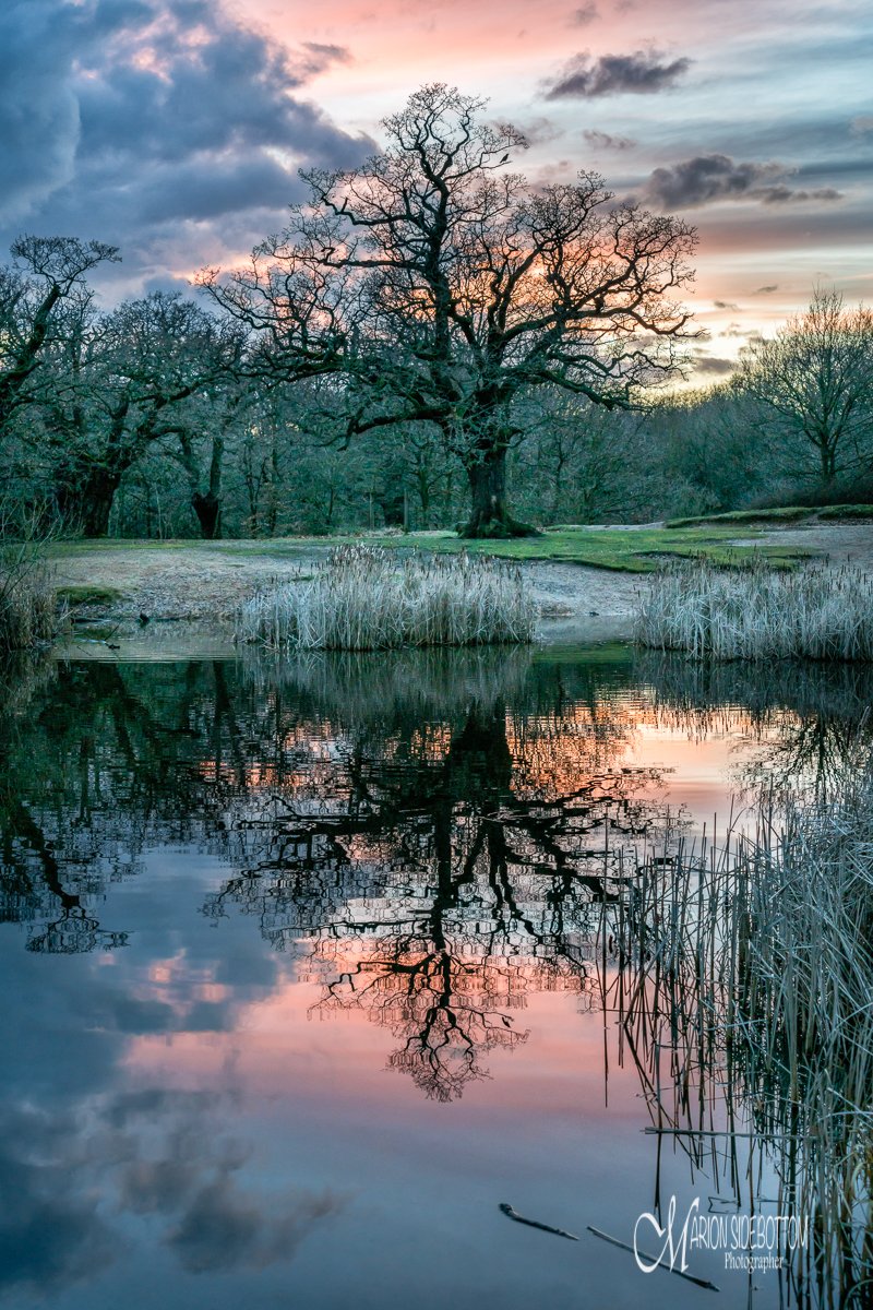 Marionseye's tweet image. A chance image which has had a huge impact on my life.  Ancient Oak Reflection taken in @CoLEppingForest &amp;amp; in the Celebrating our Oaks book &amp;amp; exhibition by @ActionOak @WoodlandHerita1 @WoodlandTrust @ForestryEngland   Available here folksy.com/shops/Marionse…  #NationalTreeWeek