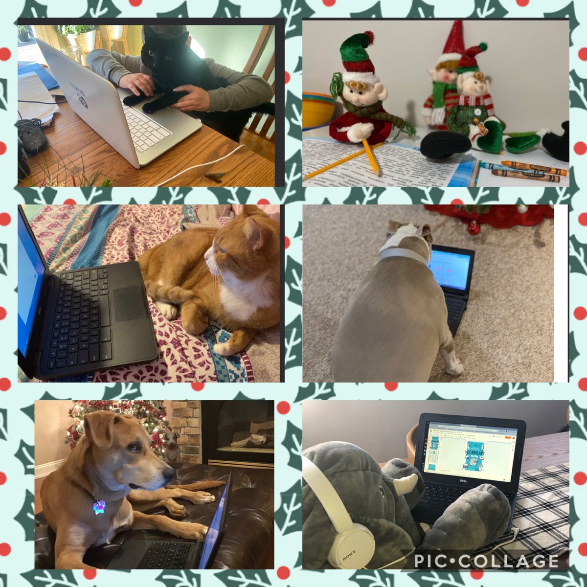 Elizabeth Capone tweet media