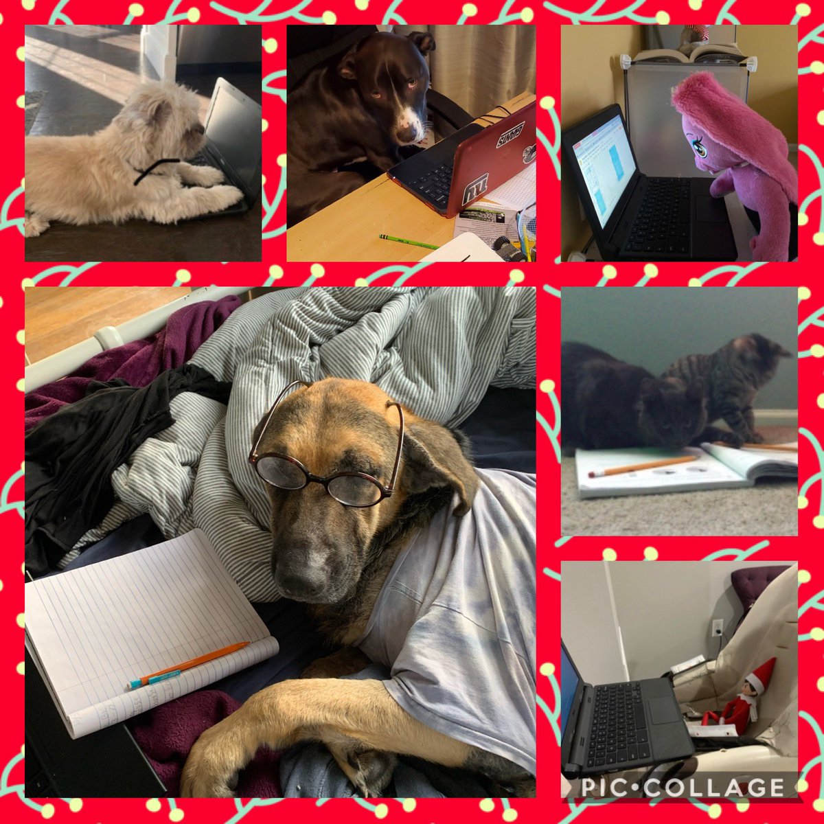 Elizabeth Capone tweet media