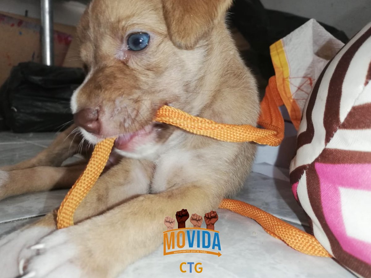 brayanbaenaf's tweet photo. De verdad que dicha me da al ver esta cachorrita en tan buen estado, cosas tan simples como rescatar un animalito crea un cambio tan impresionante como darle una mejor vida y regalarle mucha alegría a una familia.🥺🥺🥺🥰
@MovidaCtg @MoVidaCol  @elANTIMILI @AUGUSTOOCAMPO https://t.co/4MdbM91aPF