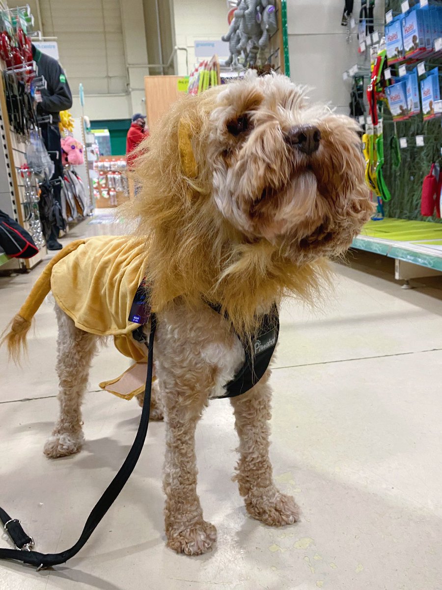 lilymoocockapoo's tweet image. The Assistant’s very own little lion🦁