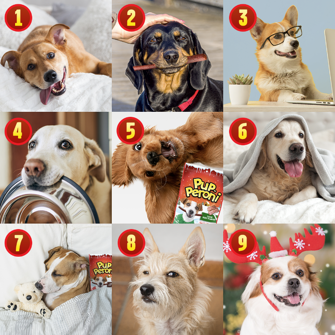 swivelskimble's tweet photo. Which pup face captures you and your BFF’s holiday spirit?
https://t.co/1o2kniXriD https://t.co/womEIKaSv1