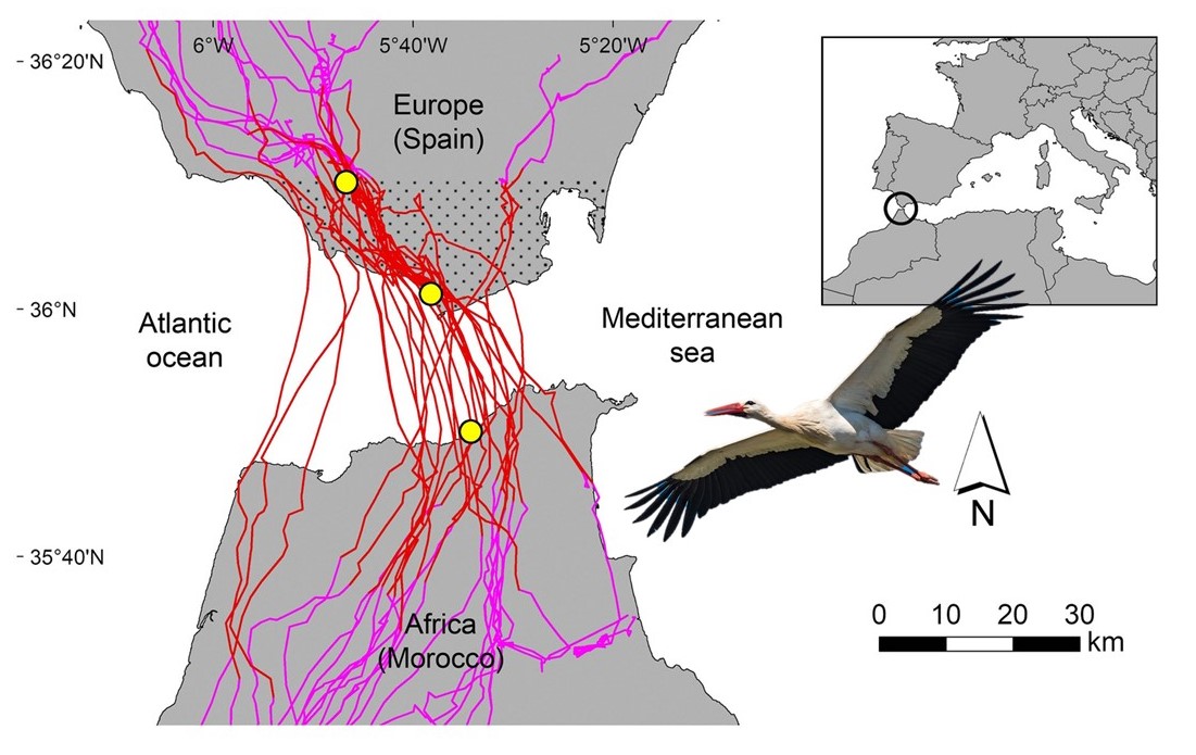 Petr Procházka @rytikerttunen.bsky.social (@rytikerttunen) on Twitter photo Overland and oversea migration of #WhiteStorks through the water barriers of the straits of Gibraltar <a href="/SciReports/">Scientific Reports</a> nature.com/articles/s4159… | <a href="/ebdonana/">Estación Biológica de Doñana - CSIC</a> @anflack <a href="/animaltracking/">Migration Dept., Max Planck Inst. Animal Behavior</a> <a href="/wfiedler2/">Wolfgang Fiedler</a> | #ornithology #birdmigration #birdtracking Overland and oversea migration of #WhiteStorks through the water barriers of the straits of Gibraltar <a href="/SciReports/">Scientific Reports</a> nature.com/articles/s4159… | <a href="/ebdonana/">Estación Biológica de Doñana - CSIC</a> @anflack <a href="/animaltracking/">Migration Dept., Max Planck Inst. Animal Behavior</a> <a href="/wfiedler2/">Wolfgang Fiedler</a> | #ornithology #birdmigration #birdtracking