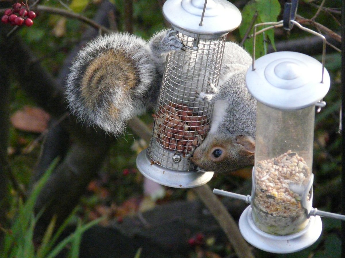 Cheeky squirrel on the feeder. Note the lovely coloured concentric circles on it's tail. #Squirrel #wildlife #wildlifephotography #nature #naturephotography #Edinburgh #Scotland @iNatureUK @Naturewatch_org @Wildlife_Photo @Wildphoto4all https://t.co/wehzzLTzio