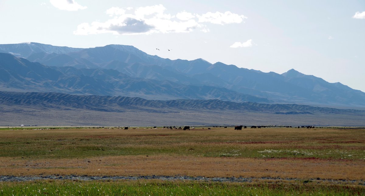 4/ The incredible preservation of offsets that occurred during the 1957 earthquake and the detailed records that were made only a few months after the event, help us to identify how often we can expect more of such earthquakes to occur so that we can prepare for them if necessary