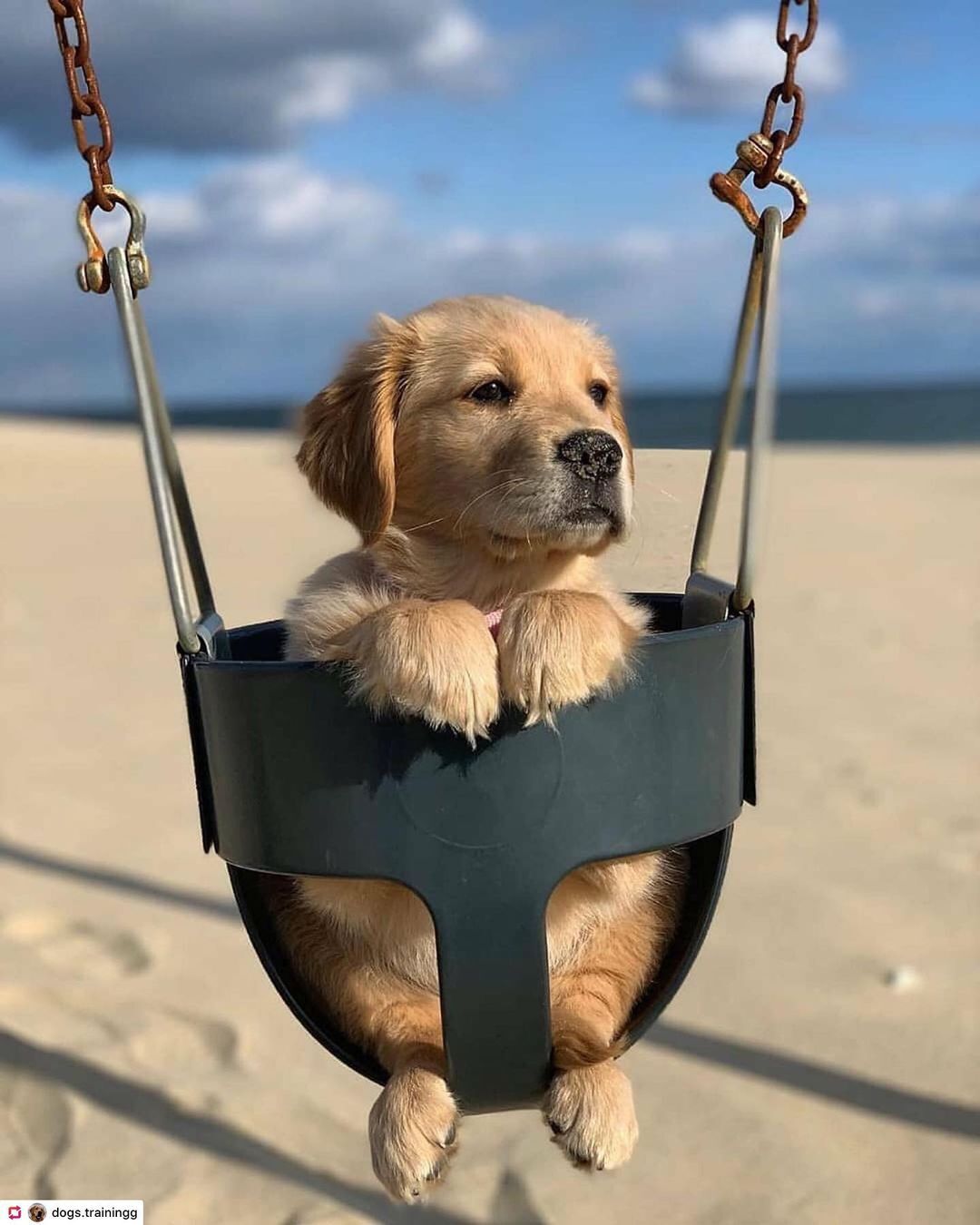 Golden retriever cheap lovers