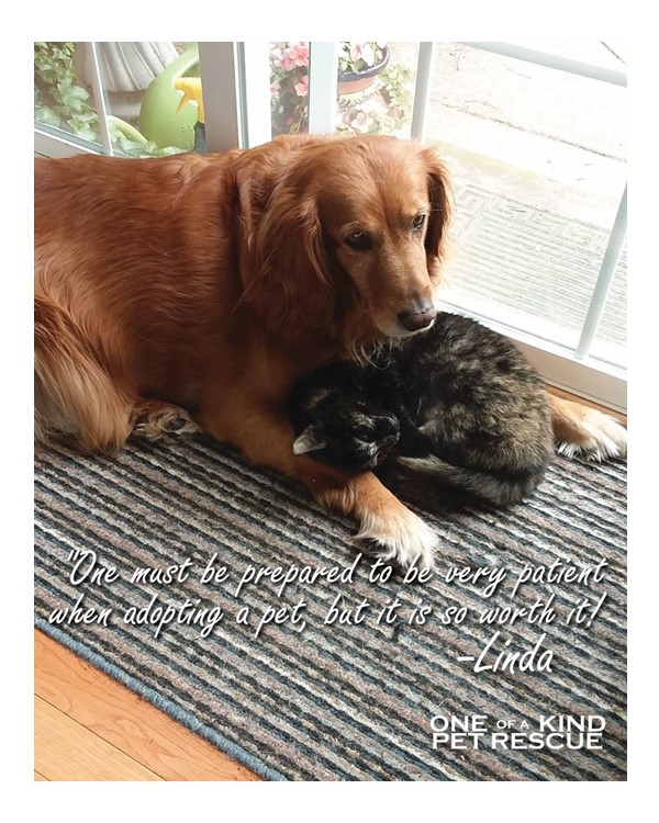 Adopting a rescue takes patience, commitment, and lots of love...but it will bring you so much joy!!  #adoptdontshop #savehealadopt