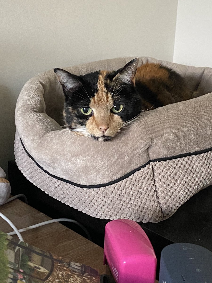 kagriffin77's tweet image. Today’s coworker is Lucy! She’s keeping an eye on things. Fun fact about Lucy, her purr is so loud they could hear her on my conference call 😂😂 #cats #tortiesofinstagram #purringmachine #prettykitty #tortiecats #workfromhome #petcoworkers #CatsOfTwitter
