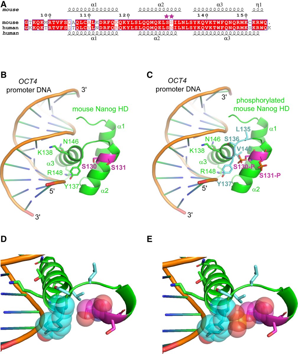 FEBS_Letters's tweet photo. #Phosphorylation of #NANOG by casein kinase 1 regulates embryonic #stemcell #selfrenewal →https://t.co/iVyBCmzkql #ESCs #pluripotency #interactome #cellfate #transcriptionfactors #DNAbinding https://t.co/sppT6KnngF