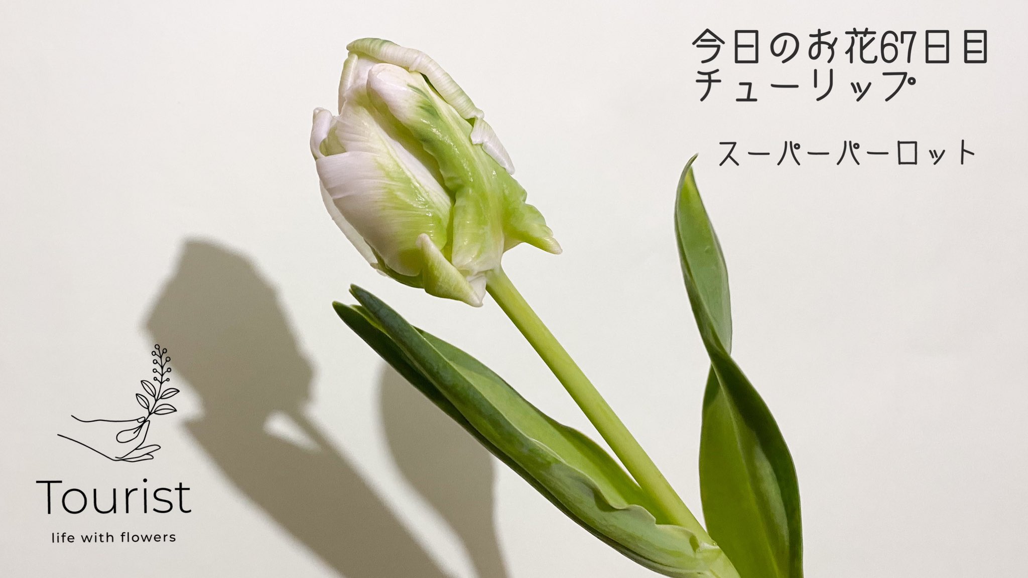 渡邉 友里｜フラワーデザイナー💐情景を切り取る花屋Tourist on X  