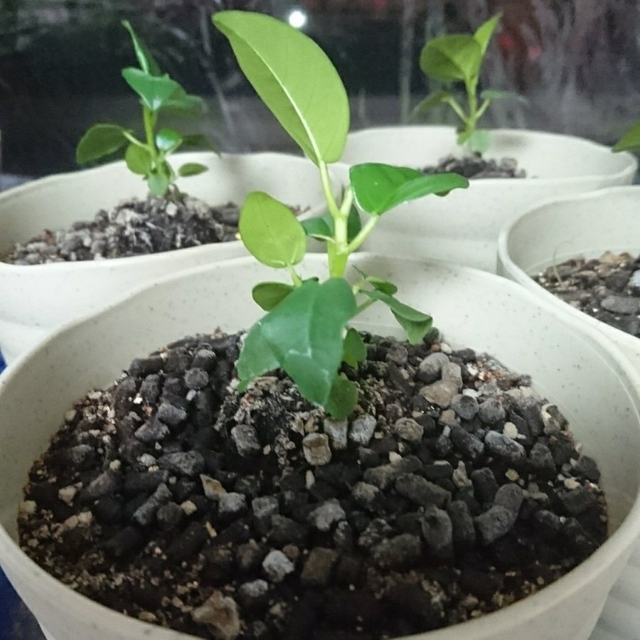 O紅影o Akakage Beni Twitter