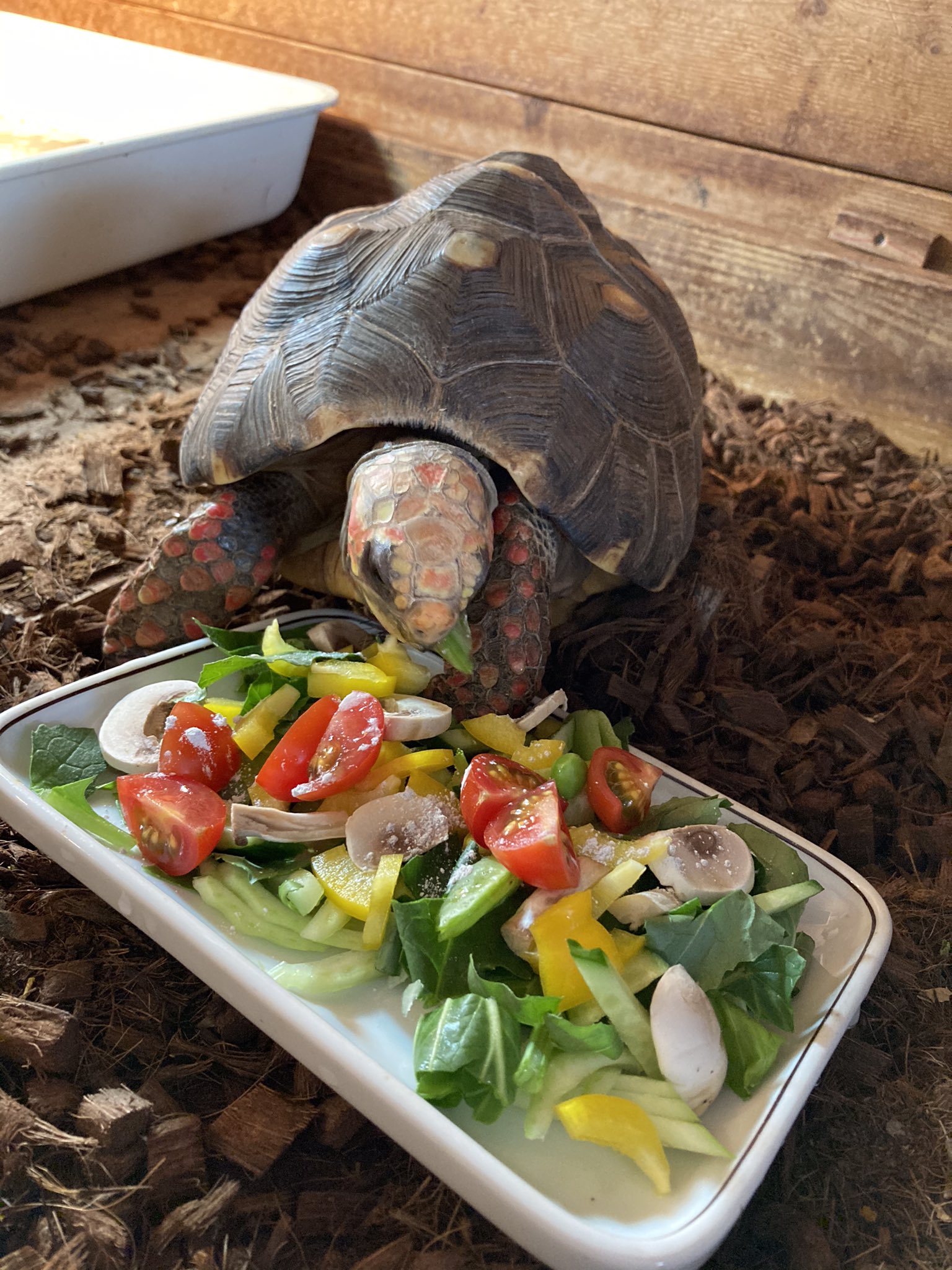装丁 石間淳 Rt Mothmothkameyo 本日のカメごはん 好きなものから食べるタイプです カメのテンプラ アカアシガメ リクガメ T Co Atzsf4bnsj Twitter