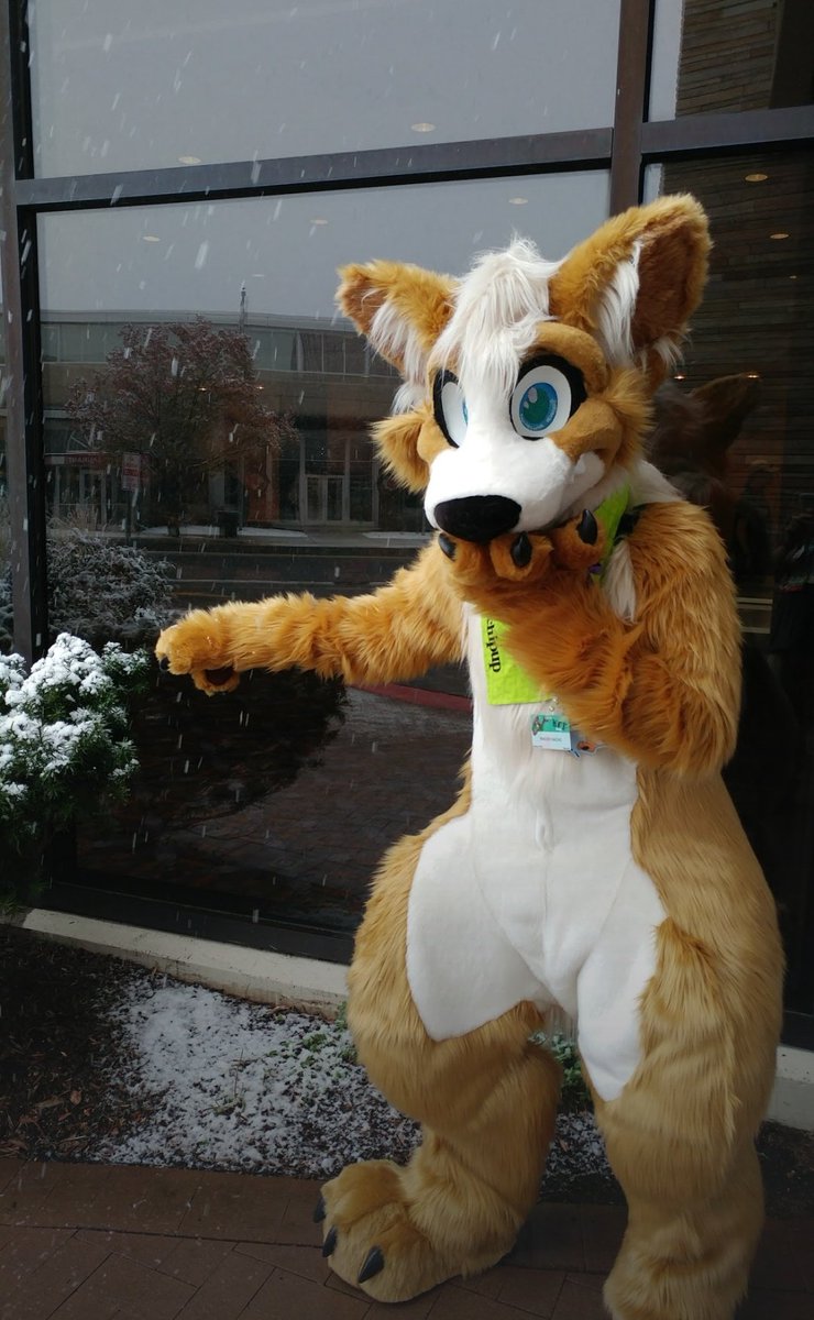 ceralor's tweet photo. Apparently my phone decided it was #FursuitFriday despite not having one myself, so have @wachipup being delighted at snow during #MFF2016! https://t.co/3KBsAebS3r