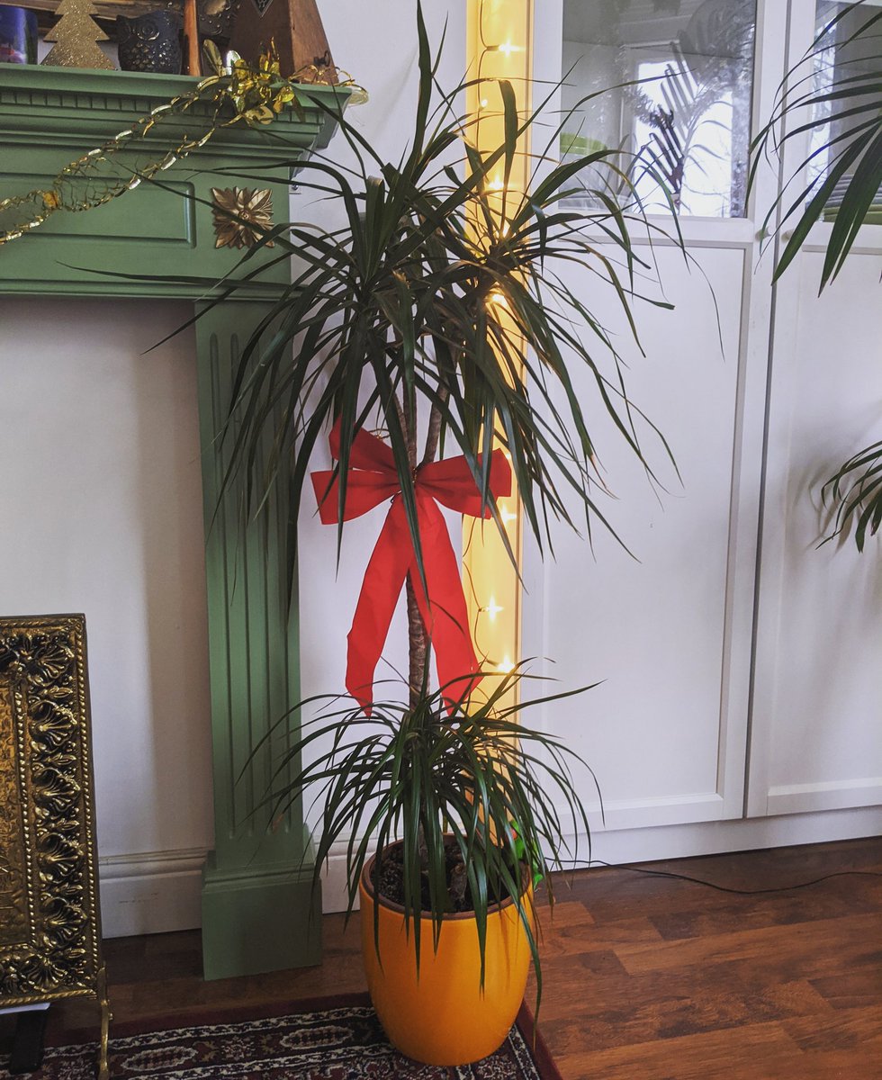 Haven't got a Christmas tree yet, so this will have to do for now 🤷‍♀️🎄

(Psst 👀 did you know it's #bandcampfriday which means the amazing people at Bandcamp waive their fee - so 100% of what you spend goes directly to the artist ☺️ sandramaelux.bandcamp.com/album/happily-… )