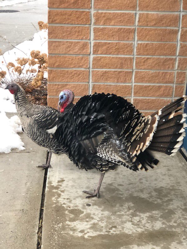 Have some turkeys who came to  <a href="/eagleplainsps/">Eagle Plains PS</a> school this morning.  They let me know everyone is entitled to an education. Hmmmm...what does a   principal do? <a href="/PeelSchools/">Peel District School Board</a>
