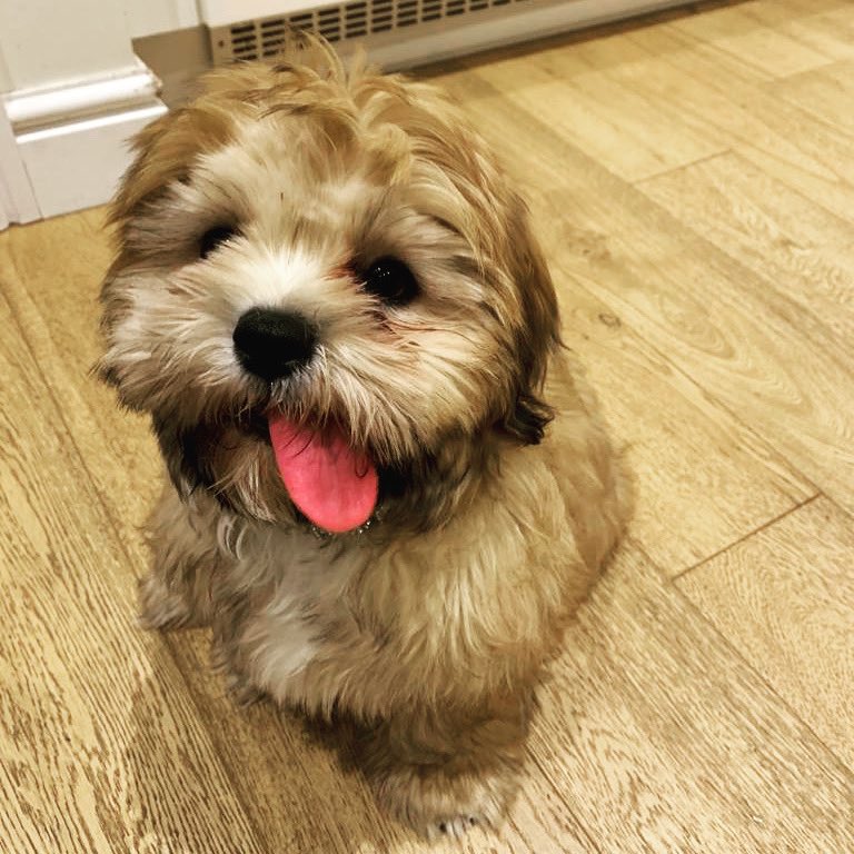 TraceyF25535381's tweet photo. When ur new puppy decides 2have a 💩 &amp;eat it when having a catch up with ur manager ⁦@Mattyjay36⁩ hope we didn’t spoil ur grapefruit 🙈 1 way 2impress ur manager I suppose 🤣 .meet Romeo likes poo, heels, skirting boards 😂#agileworking #joysofworkingfromhome #happyfriday ! https://t.co/iMnIsVpYMx