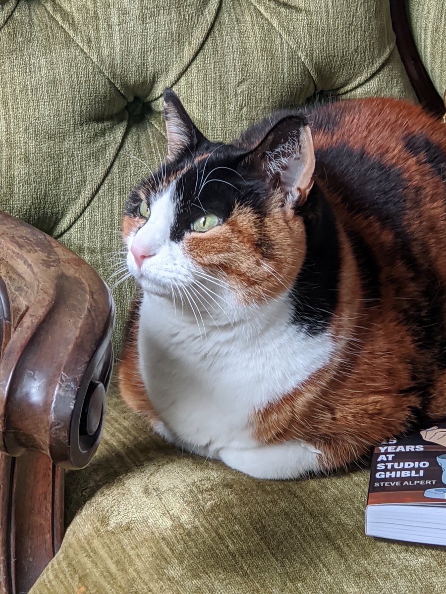 The sun would usually be falling on this corner of the sofa, and she would be in it. Unfortunately today it's overcast so instead she's glaring at the window with a look on her face that says God should be expecting a call to their manager soon