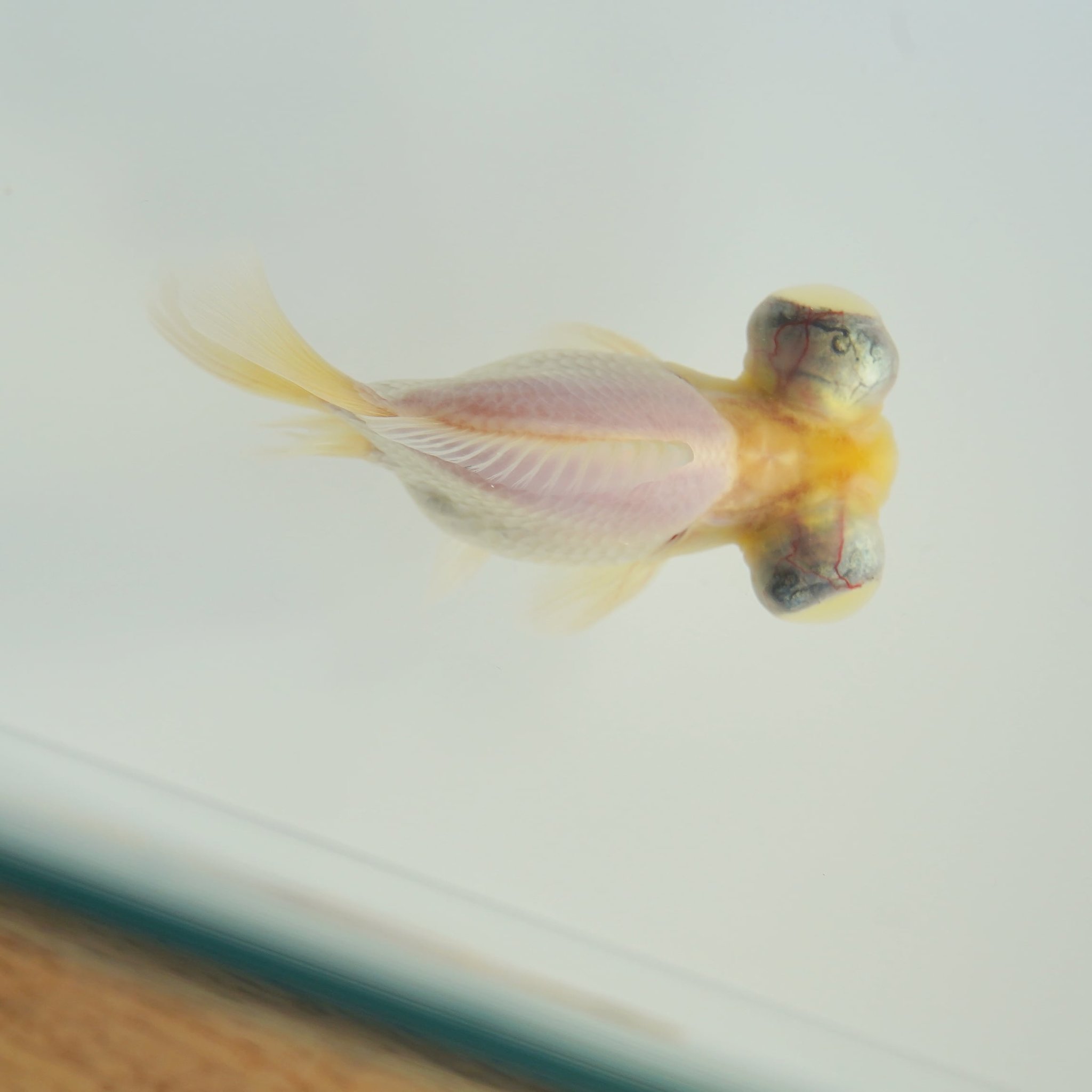 極光金魚展on Twitter フナ尾 出目金 獅子頭 愛知 金魚 極光金魚展 水 Lionhead Water Goldfish Aquarium T Co Ngfud6siiv Twitter