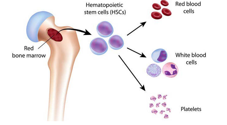  Blood is produced in the bone marrow, this is the spongy tissue inside some of the larger bones in the body (such as the hips and thigh bones).  Hematopoietic stem cells are stem cells that turn into blood cells (see image). #WeStNs 2/7 thanks to ApolloDiagnostics